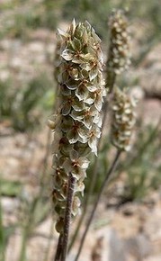 fleur-de-la-plante-de-psyllium