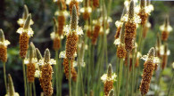 Psyllium, graine, propriétés du psyllium, nature & partage, psyllium blond